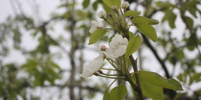 Bu Sene Meyve Bolluğu Yaşanacak