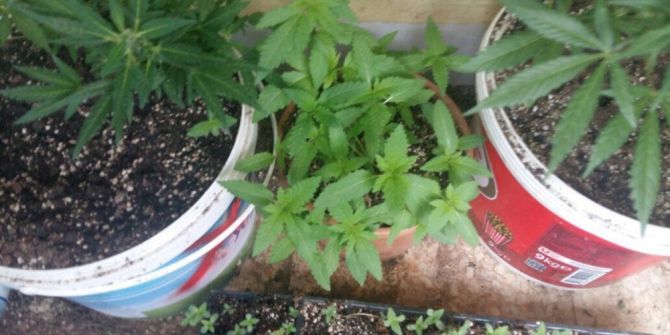 Alanya’da Bin 285 Gram Kök Kenevir Ele Geçirildi