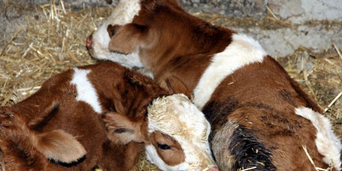 Samsun’da İnek Dördüz Doğurdu