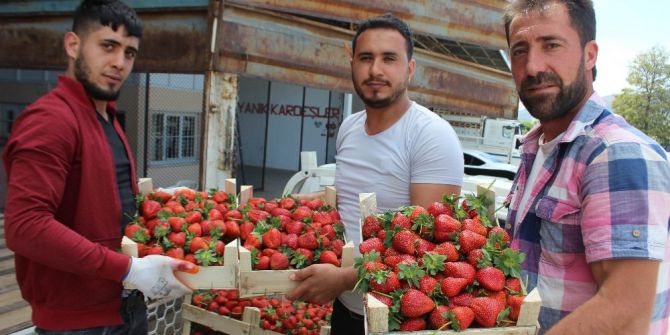 Aydın’da Çilek Sezonu Başladı