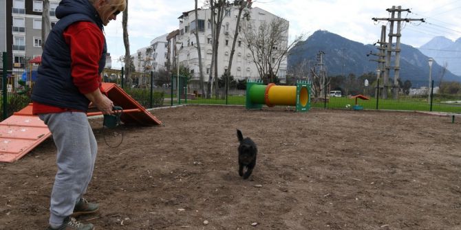 Köpek Oyun Parkının Üçüncüsü Liman’a