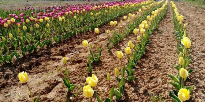 Kovancılar’da Lale Soğanı İlçe Ekonomisine Katkı Sunacak