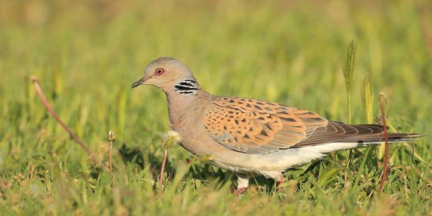 Profesörden 2 Kuş Türünün Av Listesinden Çıkarılması Çağrısı