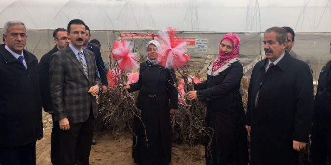 Adilcevaz’da Çiftçilere Aşılı Ceviz Fidanı Dağıtıldı