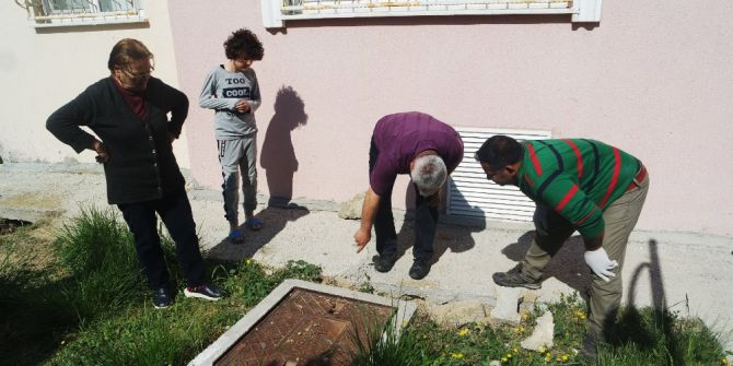 Beton Altındaki Yavru Köpekler Kurtarıldı