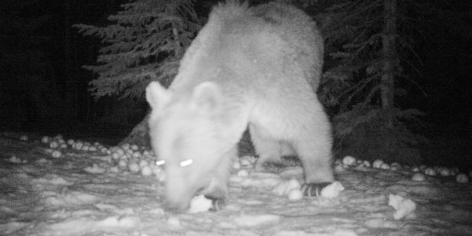 Uludağ’ın Ayıları Fotokapana Takıldı