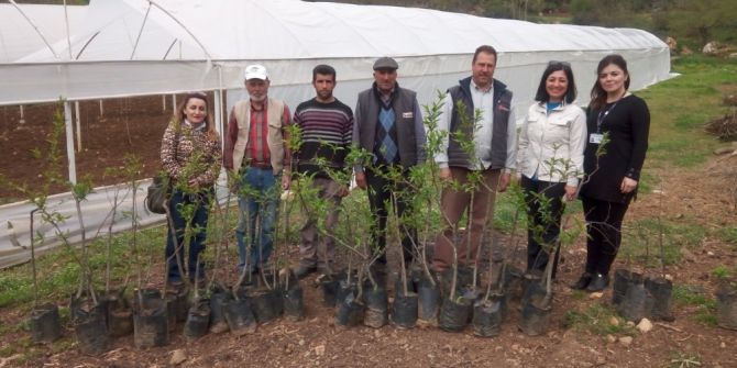 Nilüfer Belediyesi Üreticiye Meyve Fidanı Dağıttı