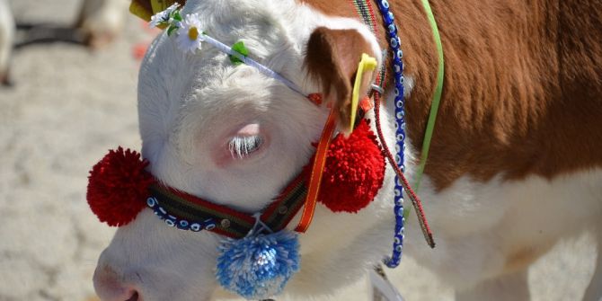 11. Tarım Fuarı’nda En Güzel Buzağılar Seçildi