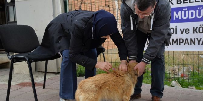 Bozüyük’te Belediyeden Köpeklere Ücretsiz Kuduz Aşısı
