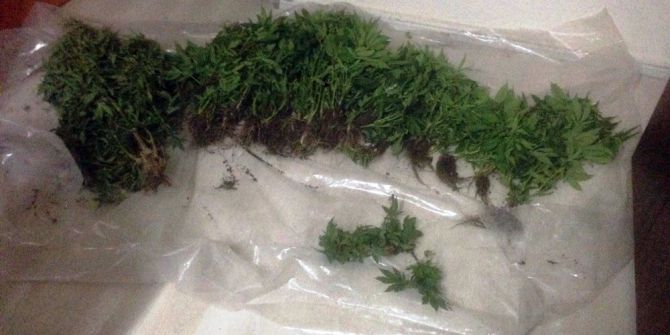 Evin Bahçesinde 120 Kök Hint Keneviri Ele Geçirildi