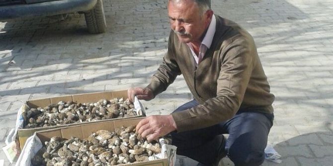 Hisarcık’ta Kuzugöbeği Mantarı Köylülerin Gelir Kaynağı Oldu