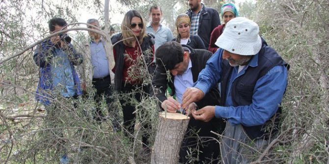 Adana’da 15 Bin Zeytin Ağacı Aşılanacak