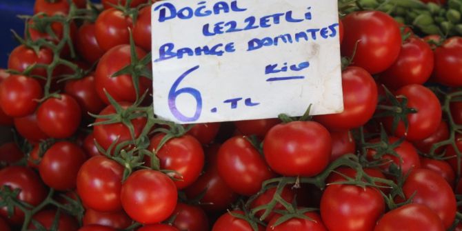 Domates Tavukla Yarışıyor