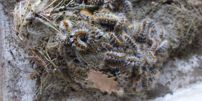 Burhaniye’de Çam Kese Zararlısına Böcekli Mücadele