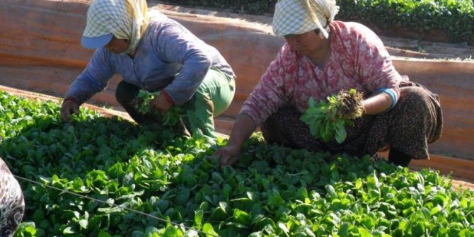Tütün İhracatçıları Kaçakla Etkin Mücadele İstiyor