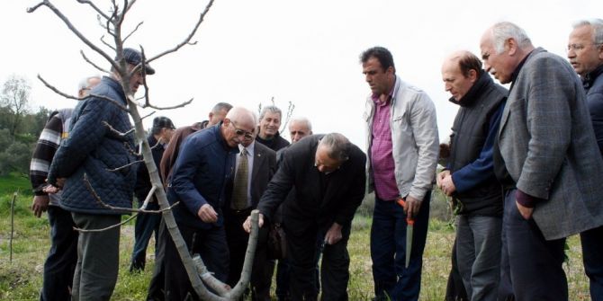 Bursalı İncir Üreticilerine Budama Eğitimi