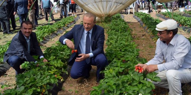 Didim’de ‘Akköy Çileğinin’ Tanıtımı İçin Hasat Şenliği Düzenlendi