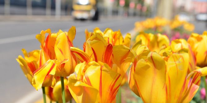Diyarbakır Çiçek Bahçesine Dönüştü