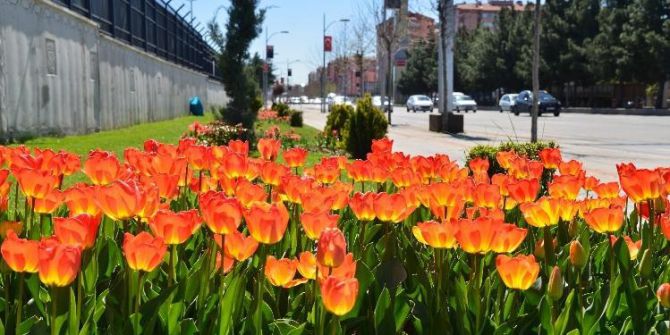 (Düzeltme) Diyarbakır Çiçek Bahçesine Dönüştü