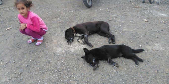 Ortaca’da Köpek Zehirlenmesi İddiası