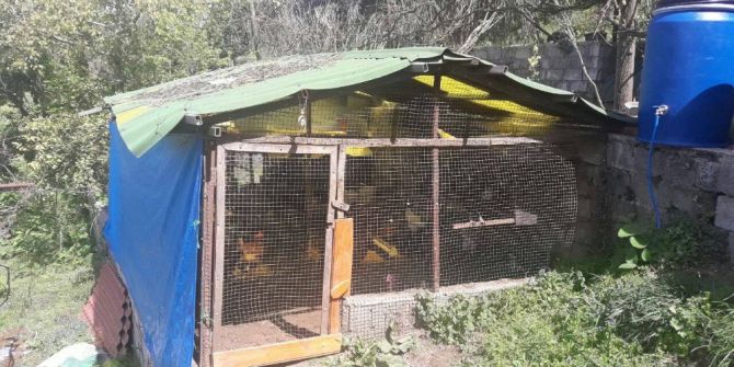 50 Bin Dolarlık Kümes