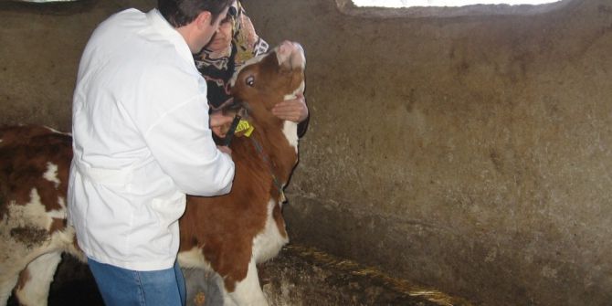 Küpesiz Hayvanların Küpelenmesi İçin Yeni Bir Şans