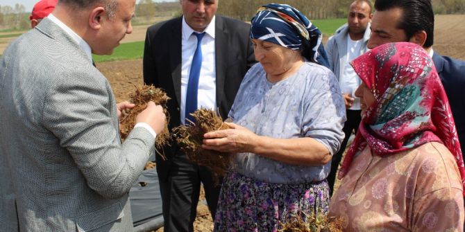 Çilek Yetiştiriciliği Projesi