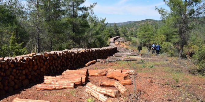 Ormanlarında Bakım Çalışmaları Devam Ediyor