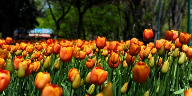 Bursa’da Lale Devri