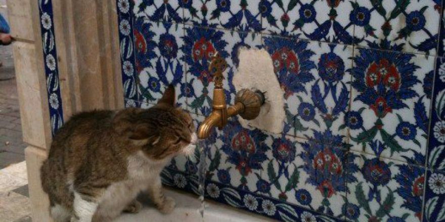 Sıcaktan Bunalan Kedi Çeşmeden Böyle Su İçti