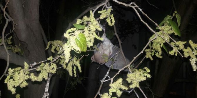 Ağaçta Asılı Kalan Kuşu İtfaiye Kurtardı