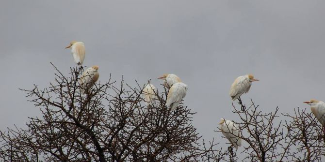 Göçmen Kuşlar Hakkari Üzerinde Güneye Göç Etti