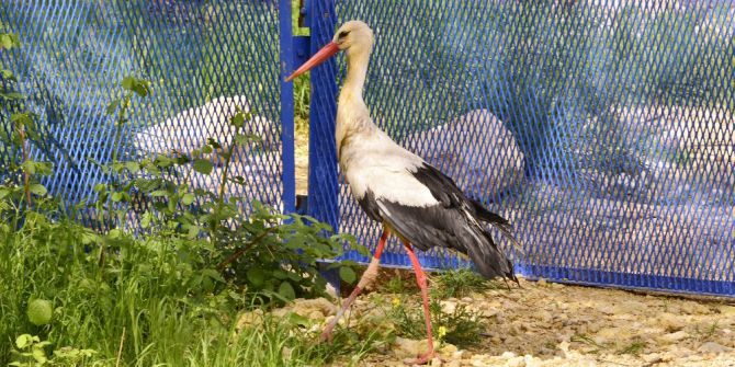 Yaralı Leylek Ve Martı Ameliyatla Hayata Tutundu