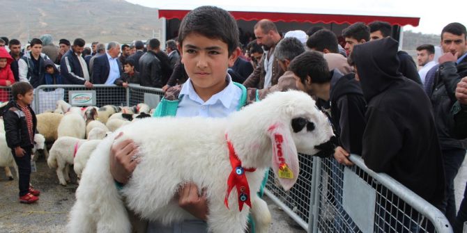 Malatya’da En İyi Kuzu Yarışması