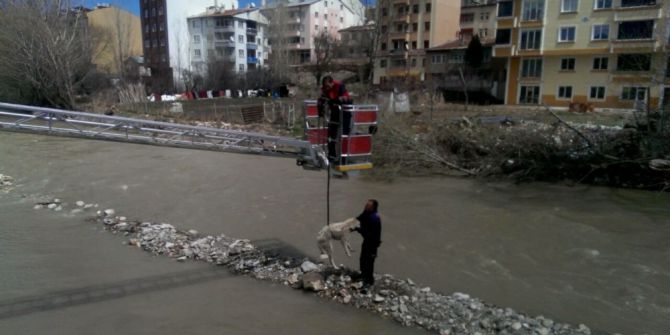 Nehirde Mahsur Kalan Köpekleri İtfaiye Kurtardı
