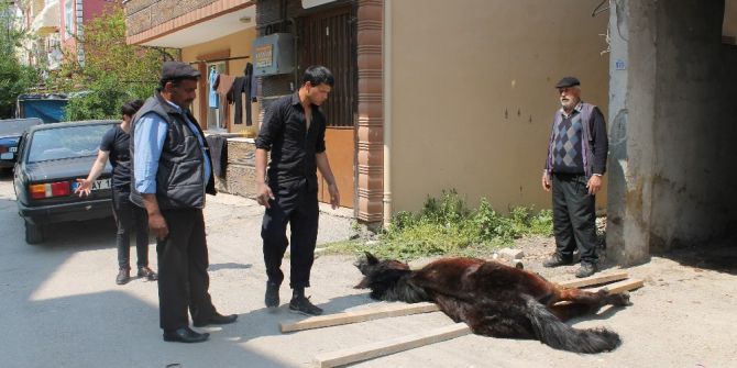 Apartman Boşluğuna Sıkışan At Saatlerce Mahsur Kaldı