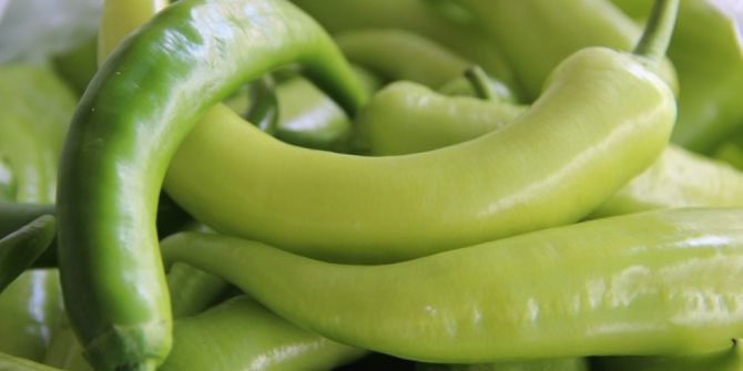 Şanlıurfa’da Yeşil Biberde Rekor Düşüş