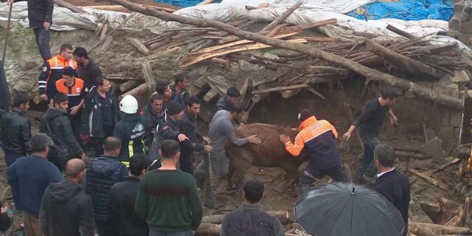 Enkaz Altında Kalan 54 Hayvan Telef Oldu
