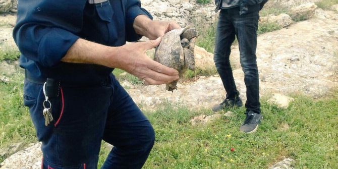 Kayanın Altına Sıkışan Kaplumbağayı İtfaiye Ekipleri Kurtardı