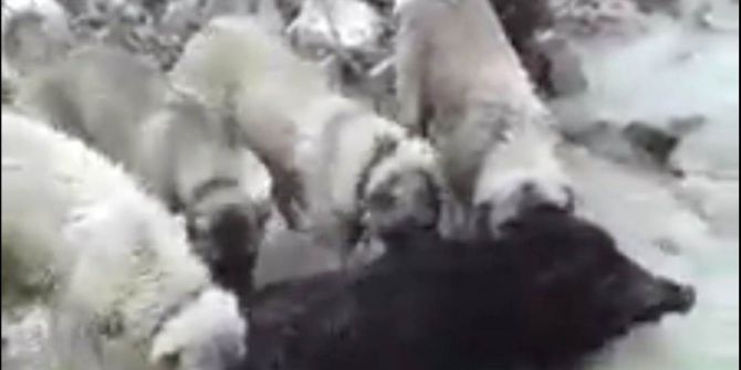 Çoban Köpekleri Domuzu Telef Etti
