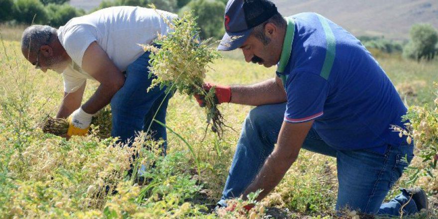 Türkiye Komünist Partili Belediyede Hasat Vakti