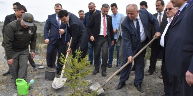 Azdavay’da Maden Sahaları Ağaçlandırılıyor