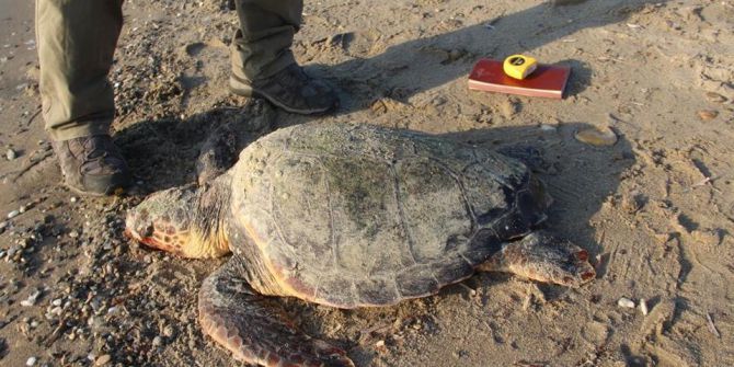Kuşadası Körfezi’nde 2 Caretta Caretta Ölü Bulundu