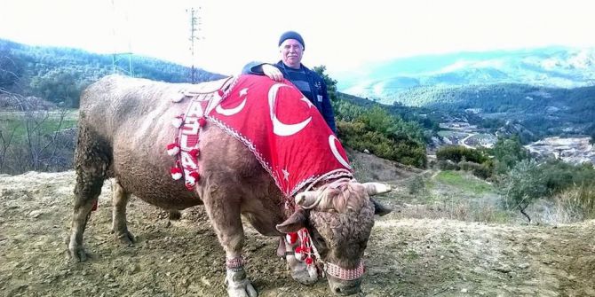 Pehlivan Boğalar Sezona Hazırlanıyor