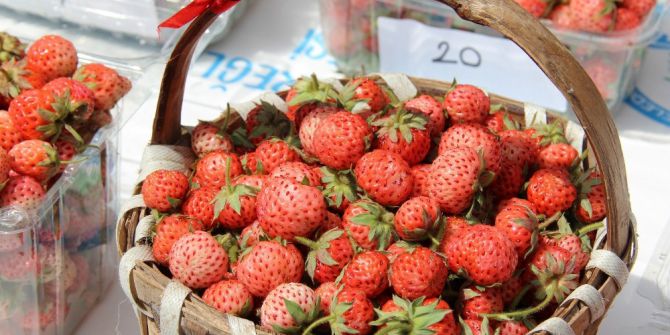 Padişah Sofralarının Vazgeçilmezi Osmanlı Çileği İçin Üreticiler Gün Sayıyor