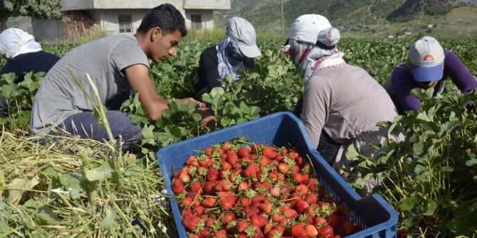 Sason’da Çilekler İçin Soğuk Hava Deposu Yapılacak