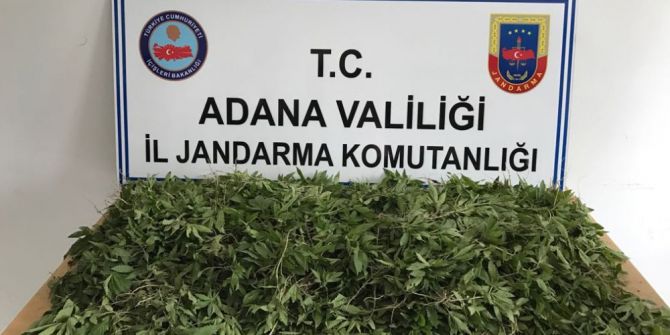 Adana’da 2 Bin 290 Kök Hint Keneviri Ele Geçirildi