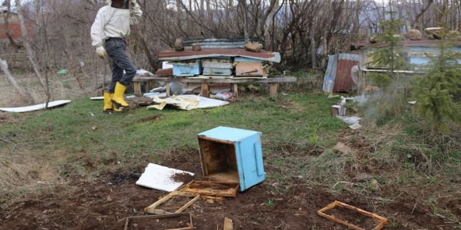 Tokat’ta Arı Kovanlarına Ayı Saldırısı