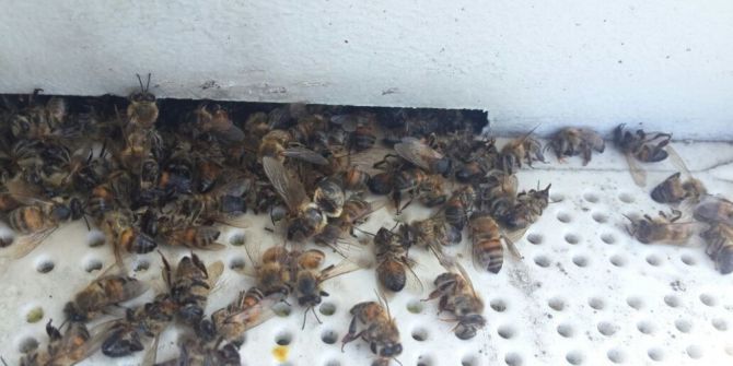 Ortaca’da 200 Kovan Arı Telef Oldu