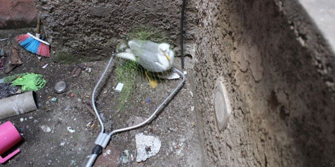 Bina Boşluğuna Sıkışan Martıları İtfaiye Kurtardı